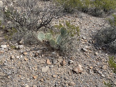 Opuntia arizonica