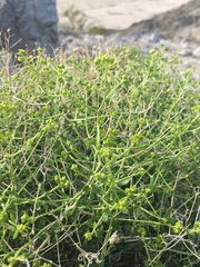 Amphipappus fremontii