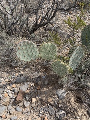 Opuntia arizonica