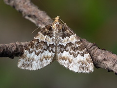 Electrophaes corylata