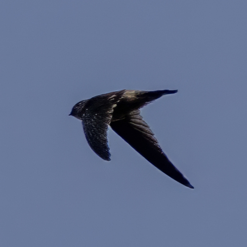 Himalayan Swiftlet (Aerodramus brevirostris), photo 2