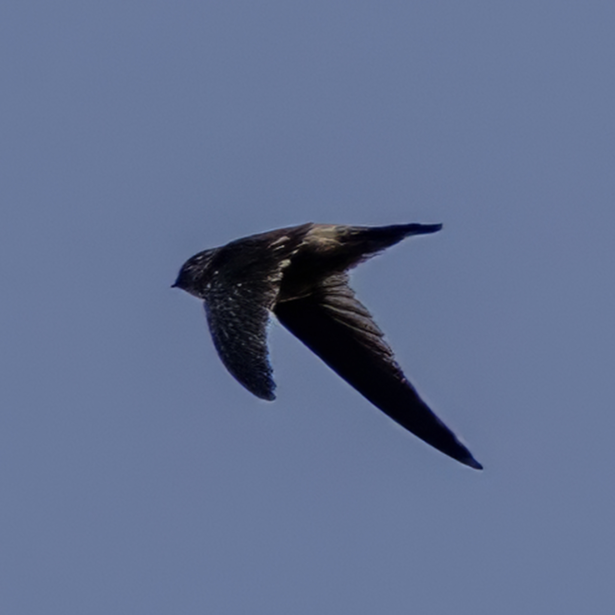 Himalayan Swiftlet (Aerodramus brevirostris), photo 2