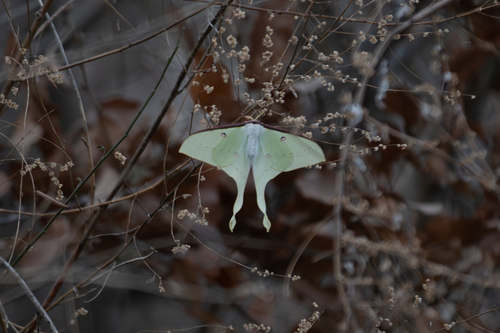 South China Moon Moth