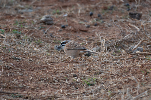 Meadow Bunting