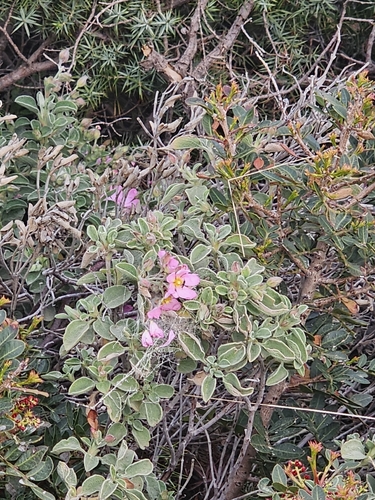 Cistus parviflorus, photograph 4