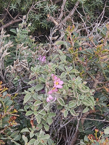 Cistus parviflorus, photograph 5