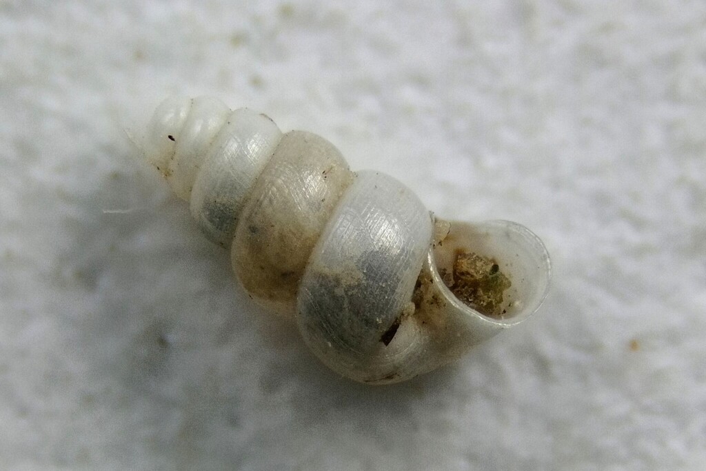 Moitessieria juvenisanguis