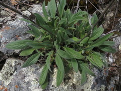 Phacelia imbricata imbricata