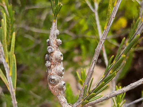Totem-poles (Melaleuca decussata)