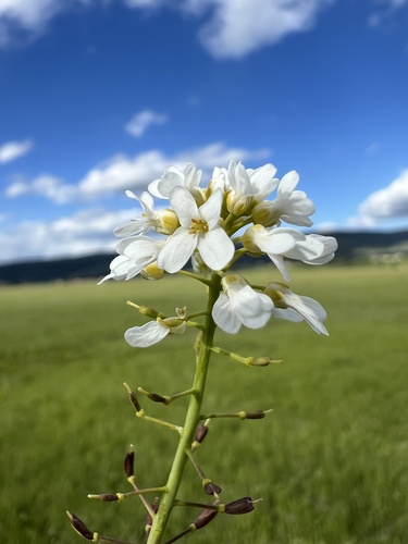 Noccaea praecox