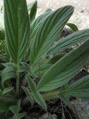 Phacelia imbricata imbricata