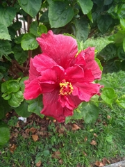 Hibiscus rosa-sinensis
