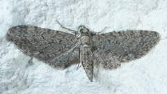 Eupithecia jejunata