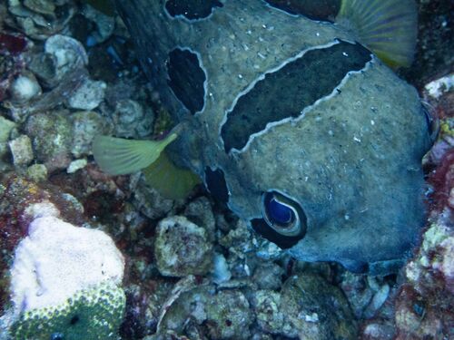 Diodon liturosus