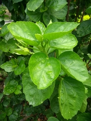 Hibiscus rosa-sinensis