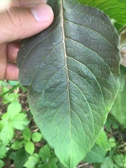 Triosteum aurantiacum