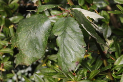 Rubus armeniacus