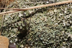Cladonia strepsilis