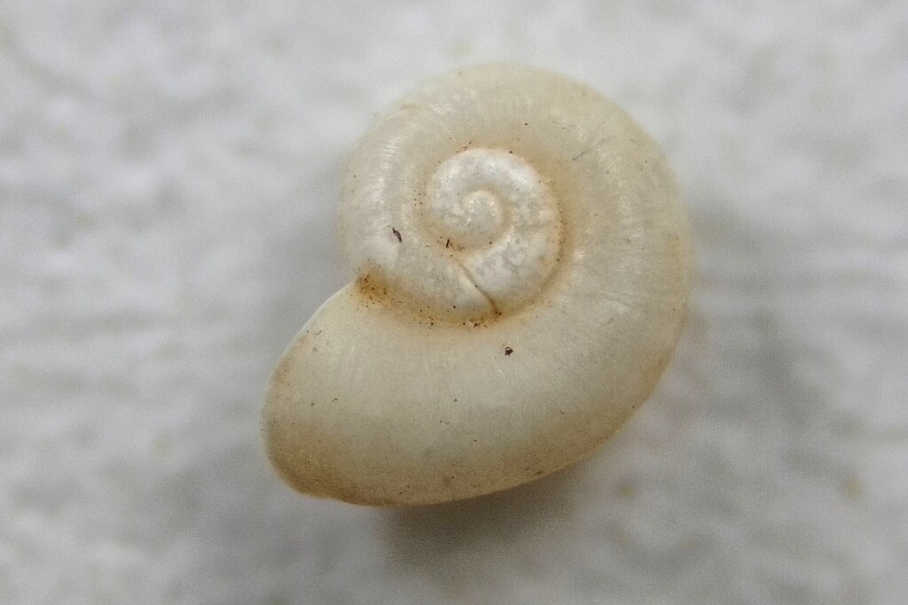 Heraultiella
