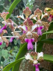 Vanda tricolor