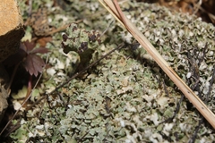 Cladonia strepsilis