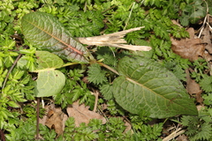 Rumex obtusifolius