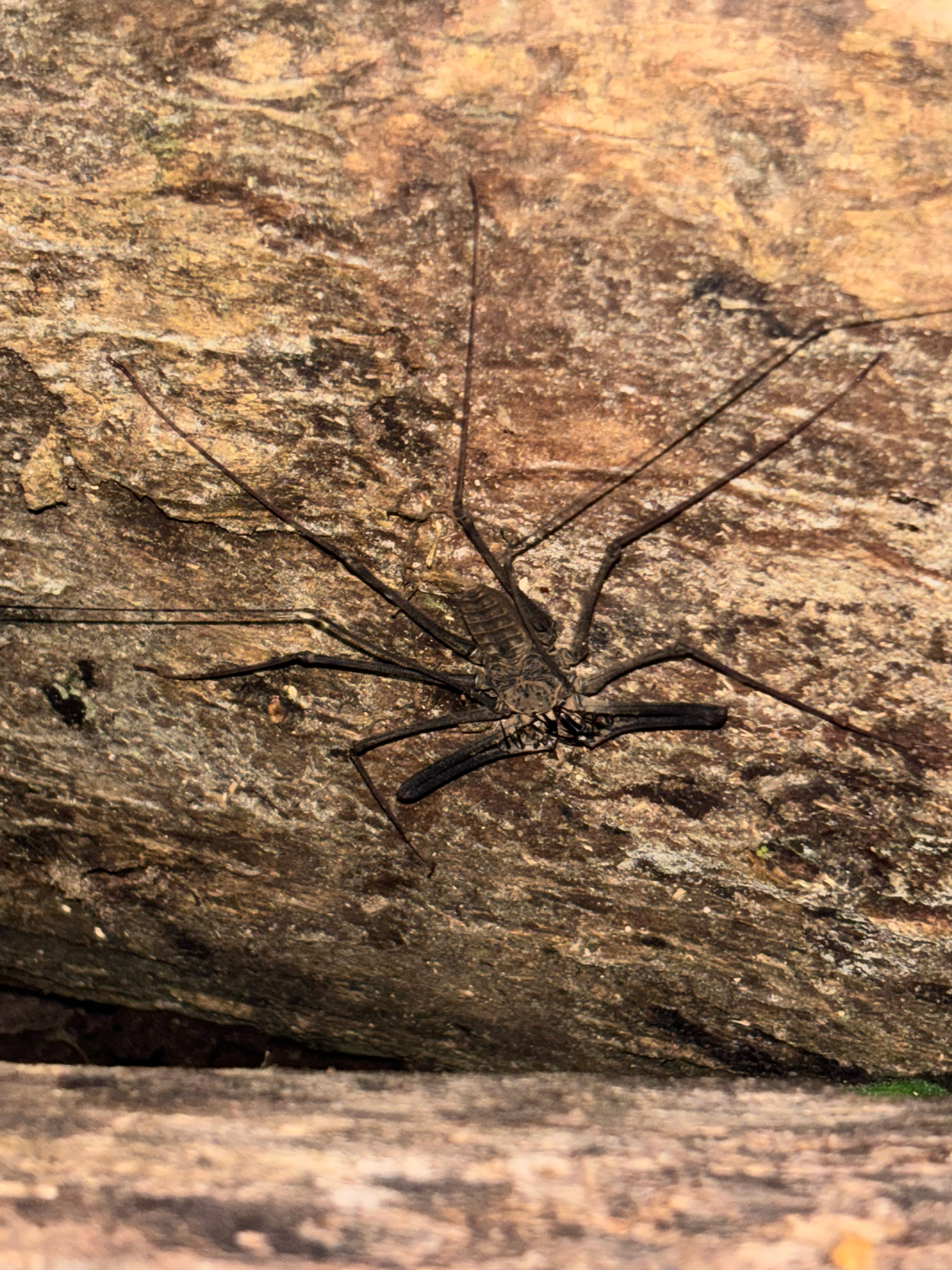 Heterophrynus batesii (Butler, 1873)