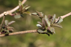 Sambucus nigra