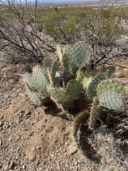 Opuntia arizonica