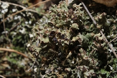 Cladonia strepsilis