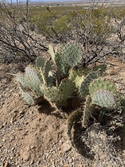 Opuntia arizonica