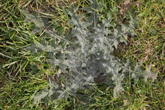 Cirsium vulgare