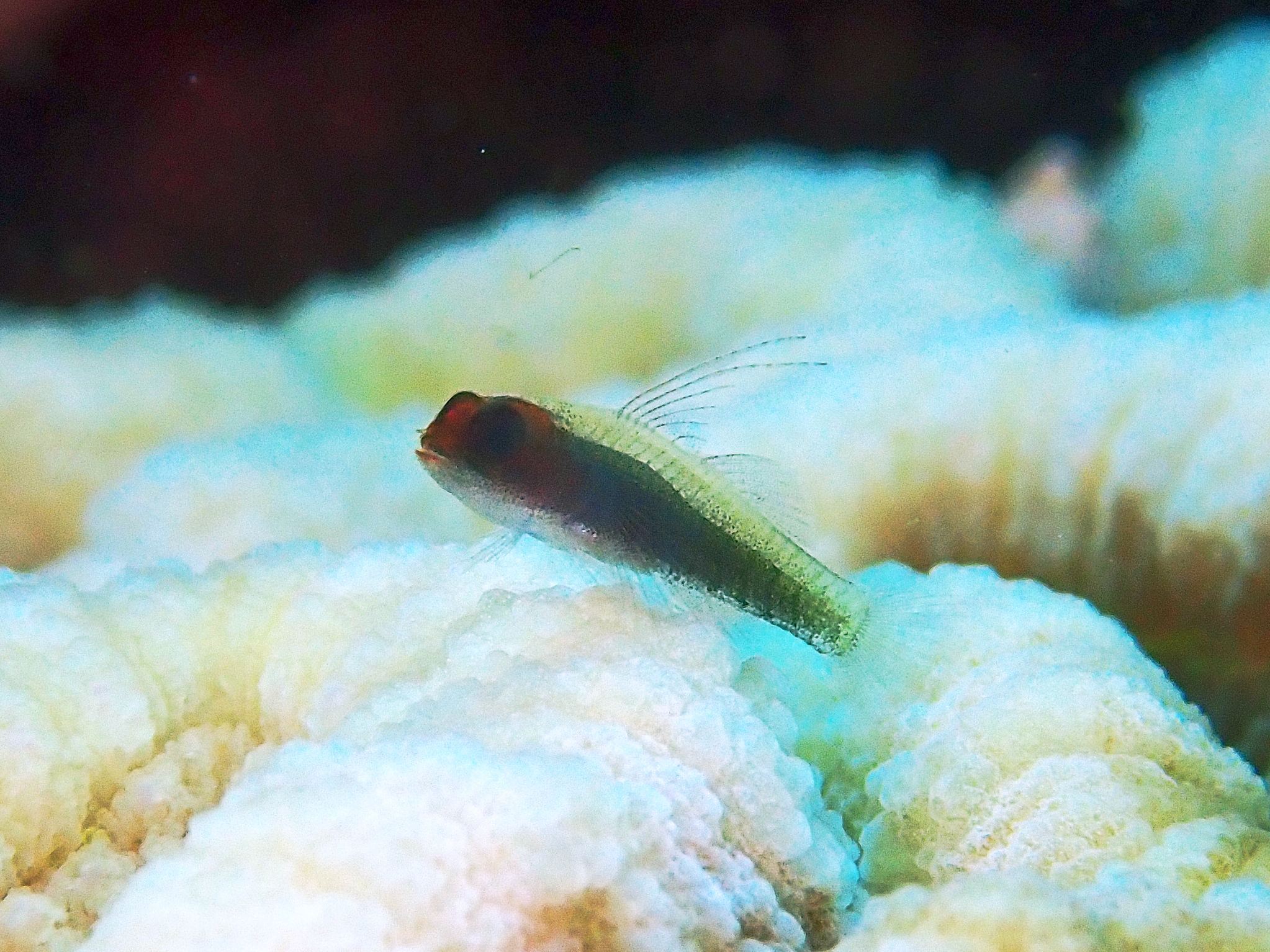 Red-Headed Dwarfgoby photo 5