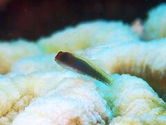 Red-Headed Dwarfgoby photo 3