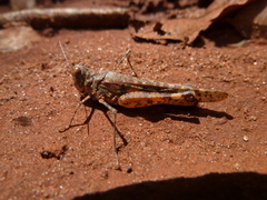 Caelifera