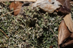 Cladonia strepsilis