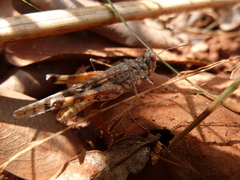 Caelifera