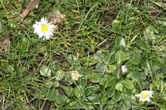 Bellis perennis