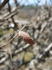 Bursera cuneata