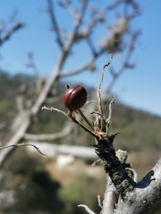 Bursera cuneata