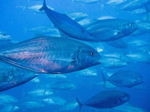 Bludger trevally (Carangoides gymnostethus) — Carangidae — 4