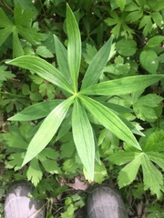 Lilium michiganense