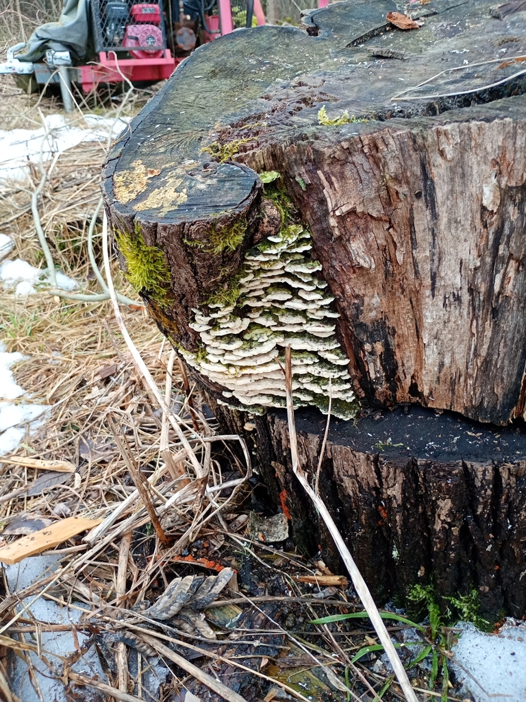 Rigidoporus populinus · March 2026 · photo: © jusuzippol (iNaturalist, cc-by)