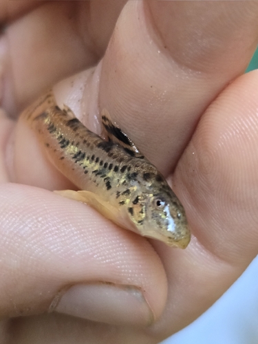 Raimundi cory (Aspidoras raimundi) — Callichthyidae — 2