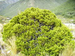 Halocarpus bidwillii