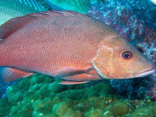 Darktail snapper (Lutjanus lemniscatus) — Lutjanidae — 4