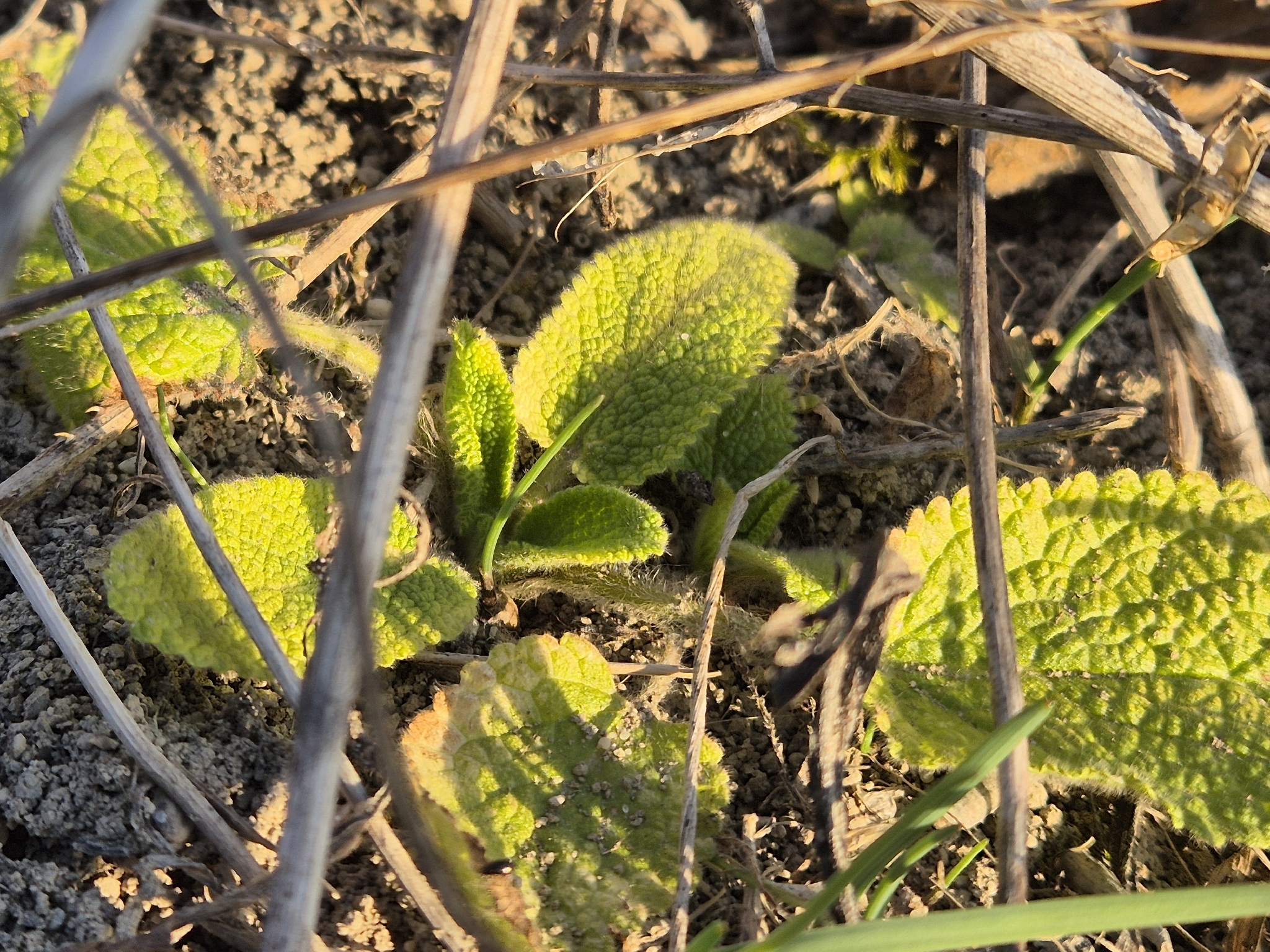 Stachys Germanica (Stachys germanica)
