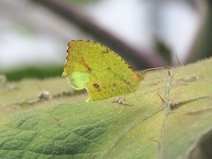 Abaeis salome gaugamella