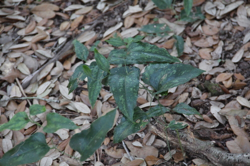 Lanceleaf Greenbrier (Smilax smallii)