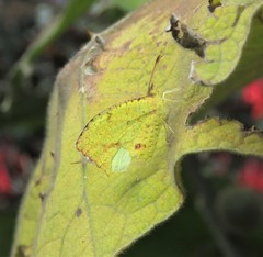 Abaeis salome gaugamella
